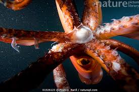 Image result for Dosidicus gigas