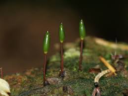 Attēlu rezultāti vaicājumam “Buxbaumia viridis”