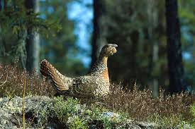 Attēlu rezultāti vaicājumam “Tetrao urogallus male”