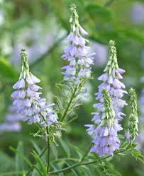 Attēlu rezultāti vaicājumam “Galega orientalis fruit”