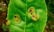 Attēlu rezultāti vaicājumam “Exobasidiales”