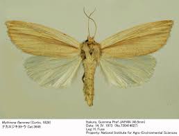 Attēlu rezultāti vaicājumam “Mythimna flammea”