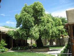 Attēlu rezultāti vaicājumam “Sambucus nigra”