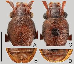 Attēlu rezultāti vaicājumam “Silvanidae”