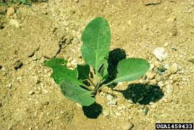 Attēlu rezultāti vaicājumam “Lepidium latifolium”