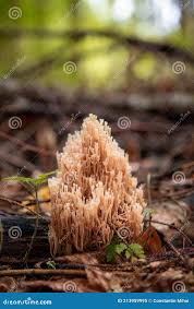 Attēlu rezultāti vaicājumam “Sparassis crispa”