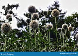 Image result for Echinops spaerocephalus