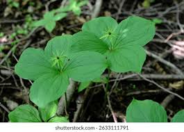 Attēlu rezultāti vaicājumam “Paris quadrifolia leaf”