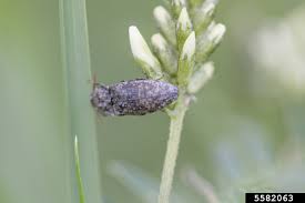 Attēlu rezultāti vaicājumam “Agrypnus murinus”