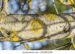 Attēlu rezultāti vaicājumam “Xanthoria polycarpa”