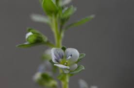 Attēlu rezultāti vaicājumam “Veronica serpyllifolia leaf”