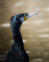 Image result for Phalacrocorax carbo