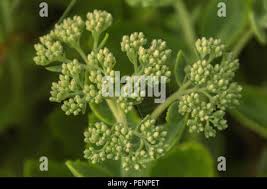 Attēlu rezultāti vaicājumam “Sedum pallidum bud”