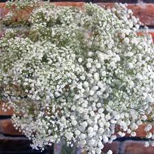 Attēlu rezultāti vaicājumam “Gypsophila fastigiata bud”