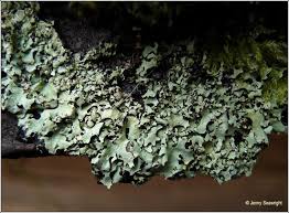 Attēlu rezultāti vaicājumam “Hypotrachyna sp.”