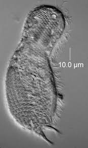 Attēlu rezultāti vaicājumam “Comatricha elegans var. microspora”