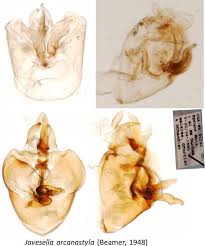 Attēlu rezultāti vaicājumam “Javesella pellucida female”