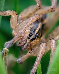 Attēlu rezultāti vaicājumam “Lycogala leopardinum macro”