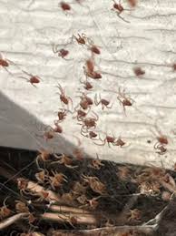 Attēlu rezultāti vaicājumam “Phylloneta cocoon”