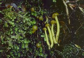 Attēlu rezultāti vaicājumam “Leotia lubrica”