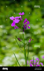 Image result for Hesperis matronalis