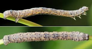 Attēlu rezultāti vaicājumam “Epirranthis diversata”