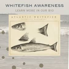 Image result for Coregonus huntsmani