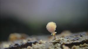 Attēlu rezultāti vaicājumam “Hemitrichia calyculata”