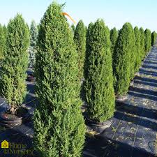 Attēlu rezultāti vaicājumam “Juniperus chinensis”