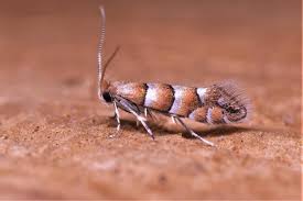 Attēlu rezultāti vaicājumam “Phyllonorycter nicellii”