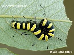 Attēlu rezultāti vaicājumam “Acronicta alni larva”