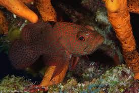 Image result for Cephalopholis cruentata