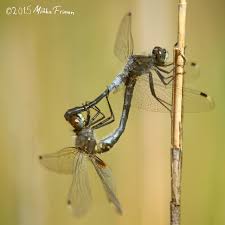 Attēlu rezultāti vaicājumam “Leucorrhinia albifrons”
