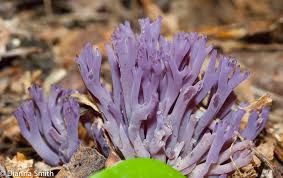 Attēlu rezultāti vaicājumam “Clavaria zollingeri”