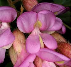 Attēlu rezultāti vaicājumam “Robinia neomexicana flower”