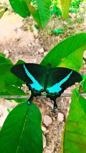 Attēlu rezultāti vaicājumam “Euphydrias aurinia upperside”