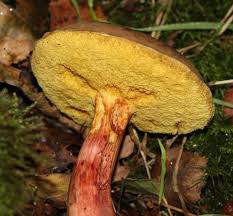 Attēlu rezultāti vaicājumam “Xerocomus pruinatus”