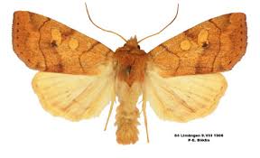 Attēlu rezultāti vaicājumam “Enargia paleacea”