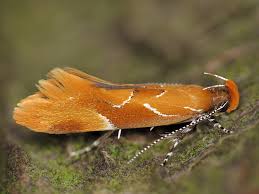 Attēlu rezultāti vaicājumam “Epicallima formosella”