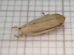 Attēlu rezultāti vaicājumam “Neophilaenus lineatus”