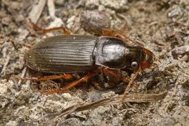 Attēlu rezultāti vaicājumam “Pseudoophonus rufipes”