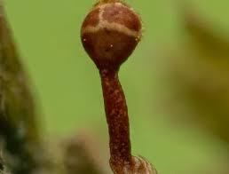 Attēlu rezultāti vaicājumam “Trichia erecta macro”