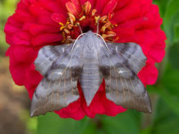 Attēlu rezultāti vaicājumam “Laothoe populi”