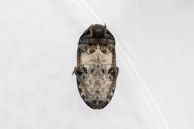 Attēlu rezultāti vaicājumam “Dermestes murinus”