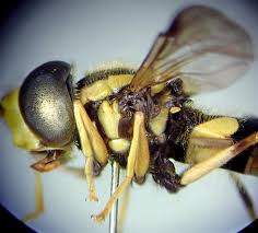 Attēlu rezultāti vaicājumam “Xanthogramma sp. male”