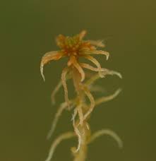 Attēlu rezultāti vaicājumam “Sphagnum angustifolium”