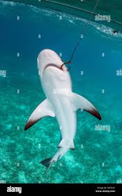 Image result for Carcharhinus perezii