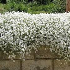 Attēlu rezultāti vaicājumam “Enteridium corticatum young”