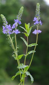 Attēlu rezultāti vaicājumam “Veronica austriaca subsp. teucrium leaf”
