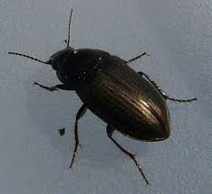 Attēlu rezultāti vaicājumam “Amara sp.”